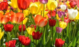 fiori balcone primavera, piantare bulbi tulipano, conservare bulbi tulipano