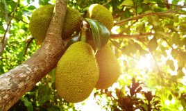 jackfruit sapore, jackfruit proprietà
