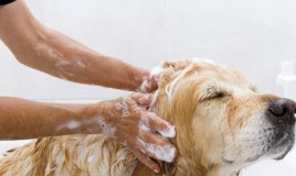 shampoo per cani fatto in casa
