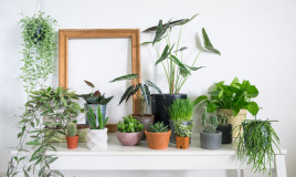 come curare piante interno, come curare piante appartamento, come coltivare piante interno