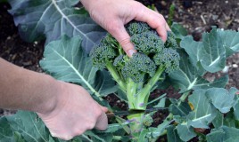 coltivare broccoli calabresi, come coltivare broccoli