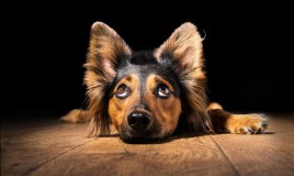 orecchie cane postura