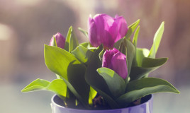 come coltivare tulipani casa, coltivare tulipani, coltivare tulipani acqua, coltivare tulipani vaso