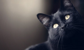 gatto, nero, razze