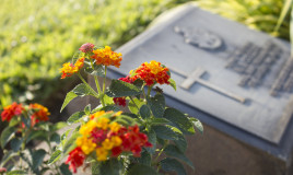 quali fiori coltivare cimitero, fiori cimitero