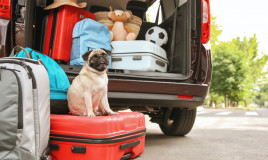 cane, vacanza, valigia