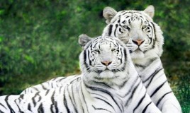 sognare, tigre, bianca