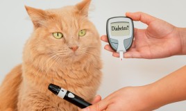 Diabete nei gatti