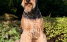 Airedale Terrier, cane, descrizione