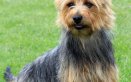 Australian Terrier, cane, descrizione