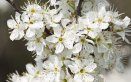 biancospino-fiori