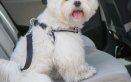 cane cintura di sicurezza auto pericolo danni legislazione