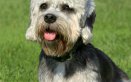 Dandie Dinmont Terrier, cane, descrizione