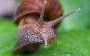 insetti lumache guide verdi prevenire curare piante