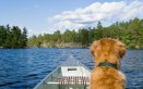 cane barca mare ordine igiene sicurezza vacanza corso vela