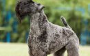 Kerry Blue Terrier cane descrizione