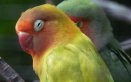 pappagallini gli inseparabili
