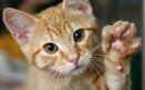 Cibi dannosi per gatti: ecco quali evitare