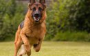 Come addestrare un cane alla difesa e alla guardia