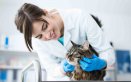 Sterilizzazione del gatto costi, decorso post operatorio e dieta 