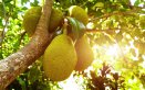 jackfruit sapore, jackfruit proprietà