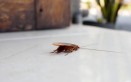 scarafaggi in casa, scarafaggi cause, rimedi scarafaggi