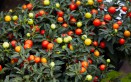 coltivare solanum pseudocapsicum, coltivare ciliegie gerusalemme 