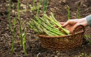 coltivare asparagi, coltivazione asparagi