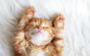 sognare gattini piccoli, cosa vuol dire, significato