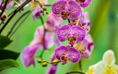 orchidea phalaenopsis cura, curare orchidea phalaenopsis
