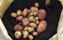 come coltivare patate sacco, come coltivare patate, coltivazione patate sacco