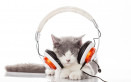 Musica rilassante per gatti