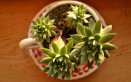 piante in tazza