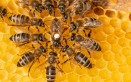 Come proteggere le api