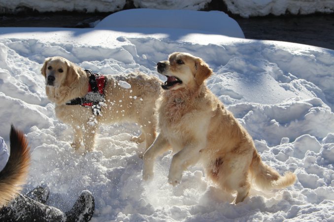 cane-neve-montagna-passeggiata-inverno