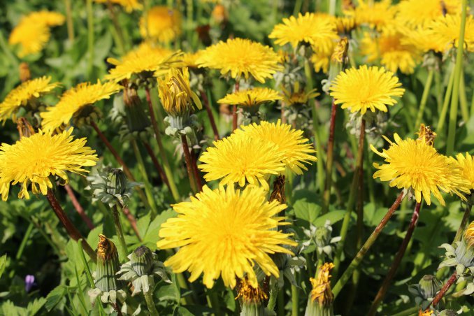 fiori da campo primavera terra zappare profumo colori coltivare