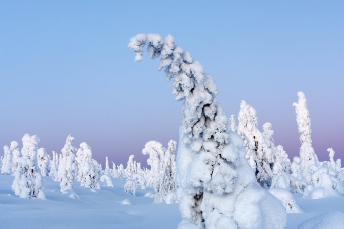 lapponia-gelo-neve-albero-foresta-ghiaccio