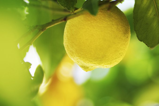 limone pulizie casa naturali trucchi risparmio 
