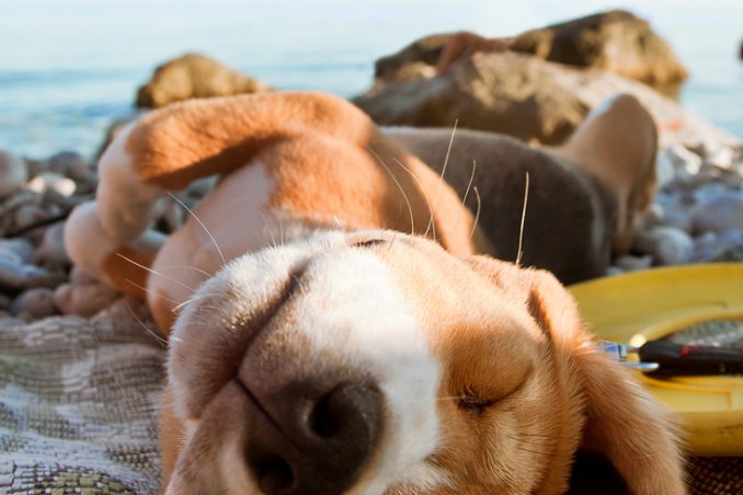 fido cane vacanza mare spiaggia