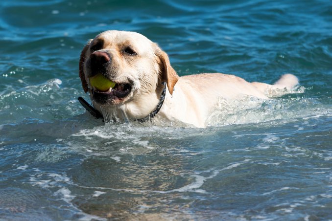cane vacanza acqua mare lago relax amico padrone
