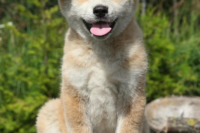 Akita Inu, cane, descrizione