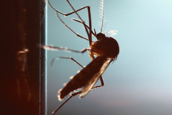 insetti zanzare vespe calabroni autunno estate eliminare allontanare