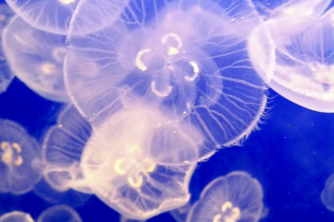 meduse mare bagno mediterraneo vacanza