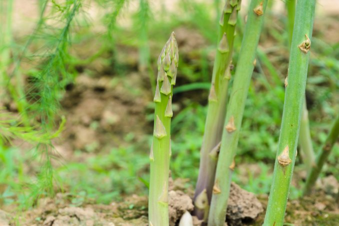 Asparagina-pianta