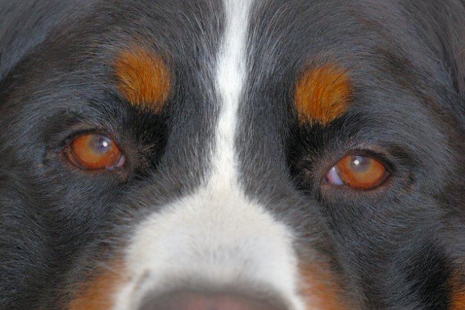Bovaro del Bernese cane descrizione