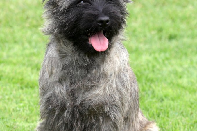Cairn Terrier, cane, descrizione