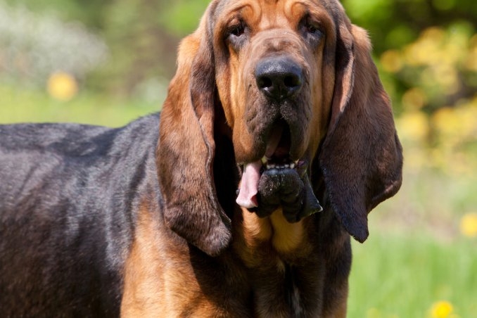 Cane Sant’Uberto Bloodhound levrierio segugio