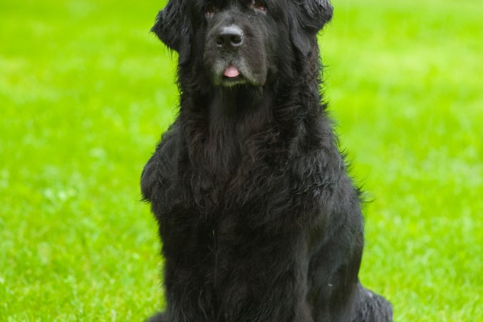 Cane di Terranova, cane, descrizione