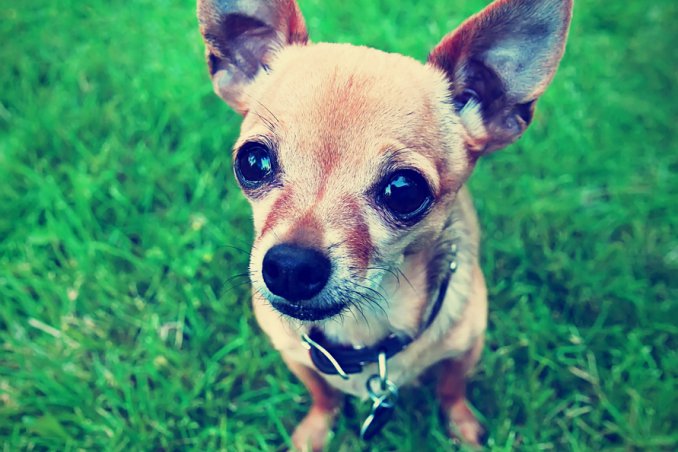 Chihuahua, cane, descrizione