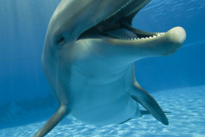 delfino, mare sogno